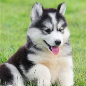 Meet your Posher, Ana